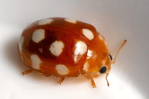 Vibidia duodecimguttata
